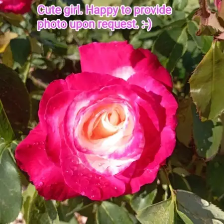 Sweet, 38תל אביב 