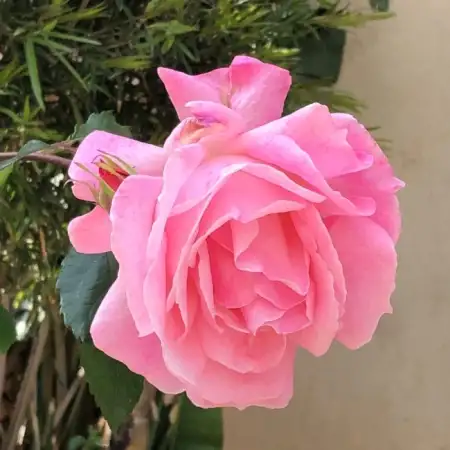 Adm, 61תל אביב 
