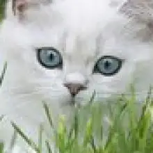 MANUL, 74תל אביב 